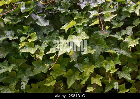primo piano di una lussureggiante pianta di edera verde che cresce densamente su sfondo full frame, foglie a forma di cuore con punte appuntite e gocce d'acqua, astratte testurizzate Foto Stock