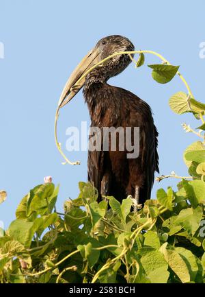 African openbill, Glanzklaffschnabel, Bec-ouvert africain, Anastomus lamelligerus lamelligerus, tátogatógólya, Lulongo, Entebbe, Uganda, Africa orientale Foto Stock