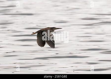 Aironi striati, aironi di mangrovia, Mangrovereiher, Héron strié, Butorides striata atricapilla, mangrovegém, Lulongo, Entebbe, Uganda, Africa orientale Foto Stock