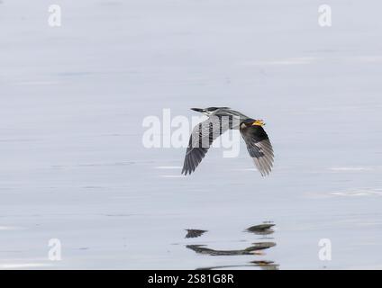 Aironi striati, aironi di mangrovia, Mangrovereiher, Héron strié, Butorides striata atricapilla, mangrovegém, Lulongo, Entebbe, Uganda, Africa orientale Foto Stock