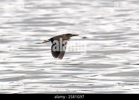 Aironi striati, aironi di mangrovia, Mangrovereiher, Héron strié, Butorides striata atricapilla, mangrovegém, Lulongo, Entebbe, Uganda, Africa orientale Foto Stock