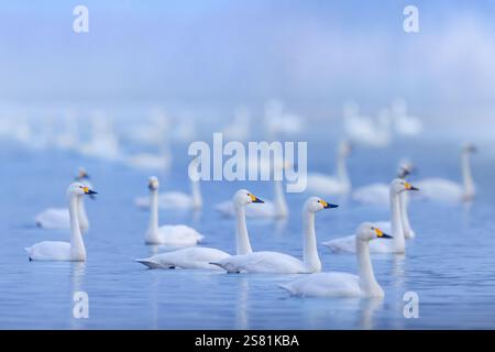 Cigni di Bewick / cigno tundra (Cygnus bewickii) gregge che nuotano nel lago nella nebbia di prima mattina in inverno Foto Stock