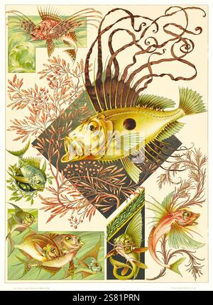 Anton Seder - l' animale nelle arti decorative - disegni intricati Art Nouveau - 1896 - Foto Stock