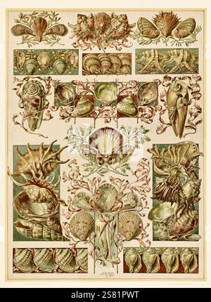 Anton Seder - l'animale nelle arti decorative - intricati disegni Art Nouveau - 1896 - Conchiglie fantastiche - cozze Foto Stock