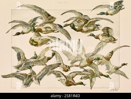 Anton Seder - l'animale nelle arti decorative - intricati disegni Art Nouveau - 1896 - anatre Foto Stock