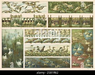 Anton Seder - l'animale nelle arti decorative - intricati disegni Art Nouveau - 1896 - anatre Foto Stock