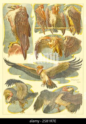 Anton Seder - l' animale nelle arti decorative - disegni intricati Art Nouveau - 1896 - Foto Stock