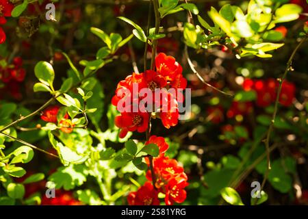 Chaenomeles sargentii, Chaenomeles è un genere di tre specie di arbusti spinosi decidui Foto Stock