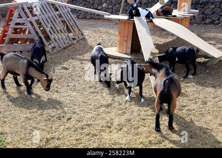 Capre pigmee in un recinto, Fuerteventura. Presa a dicembre 2024. Foto Stock