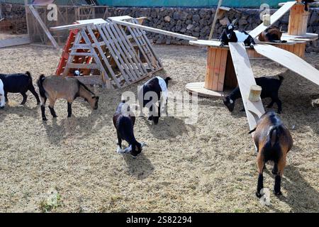 Capre pigmee in un recinto, Fuerteventura. Presa a dicembre 2024. Foto Stock