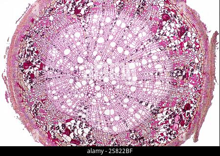 Tilia Root Cross-Section, micrografo 50x. Foto Stock
