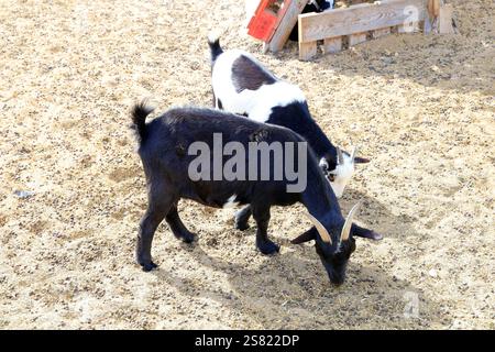 Capre pigmee in un recinto, Fuerteventura. Presa a dicembre 2024. Foto Stock