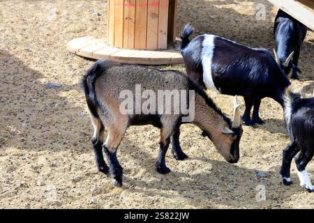 Capre pigmee in un recinto, Fuerteventura. Presa a dicembre 2024. Foto Stock
