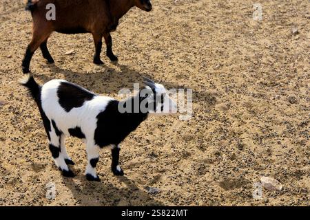 Capre pigmee in un recinto, Fuerteventura. Presa a dicembre 2024. Foto Stock