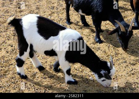 Capre pigmee in un recinto, Fuerteventura. Presa a dicembre 2024. Foto Stock