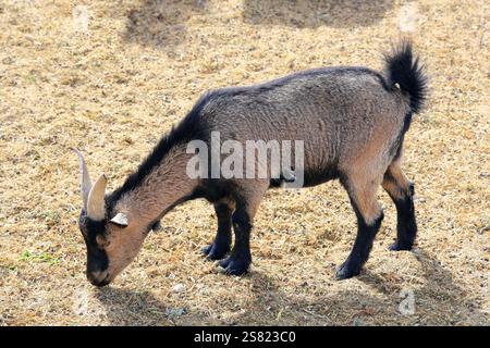 Capra pigmea in un recinto, Fuerteventura. Presa a dicembre 2024. Foto Stock