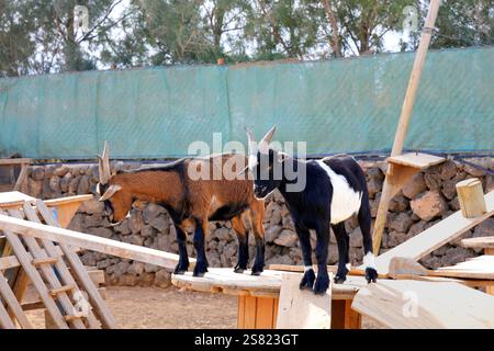 Capre pigmee in un recinto, Fuerteventura. Presa a dicembre 2024. Foto Stock