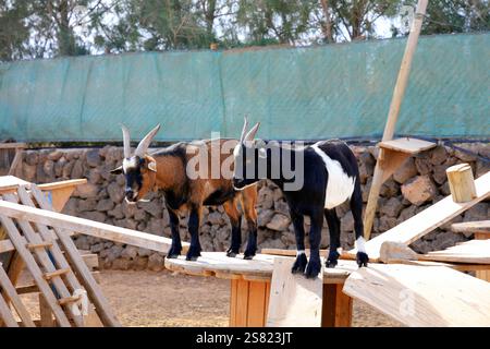 Capre pigmee in un recinto, Fuerteventura. Presa a dicembre 2024. Foto Stock