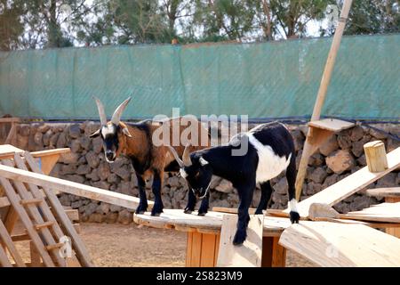 Capre pigmee in un recinto, Fuerteventura. Presa a dicembre 2024. Foto Stock
