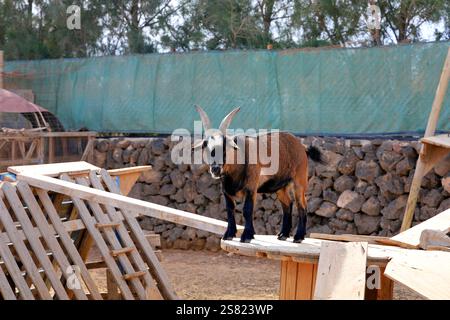 Capre pigmee in un recinto, Fuerteventura. Presa a dicembre 2024. Foto Stock