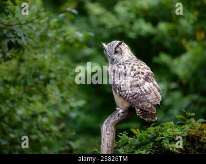Primo piano di un gufo eurasiatico seduto su un albero morto Foto Stock