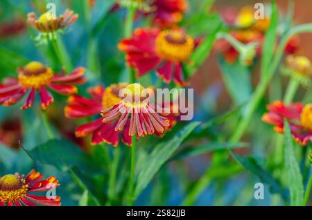 Merluzzo comune, Helenium autumnale, Red Jewel, Regno Unito, estate. Una perenne erbacea erbacea erbacea verticale con foglie verde medio a forma di lancia. Foto Stock