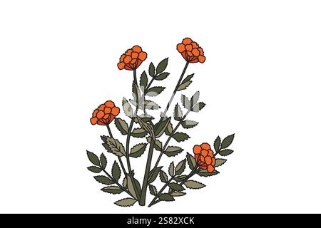 Pianta botanica medica Marigold con fiori isolati su sfondo bianco. Illustrazione vettoriale del bouquet colorato di Calendula. Progettazione grafica per Stampa B. Illustrazione Vettoriale