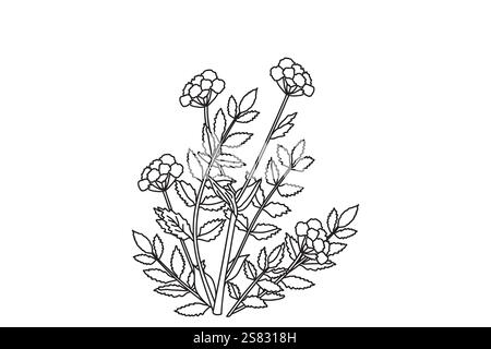 Bouquet botanico line art di Calendula isolato su sfondo bianco. Contorno bianco e nero della pianta Marigold con illustrazione vettoriale dei fiori. Immagine Illustrazione Vettoriale