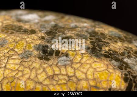 melone con muffa e muffa da vicino, cibo viziato coperto di muffa e pericoloso per la salute, spazzatura Foto Stock