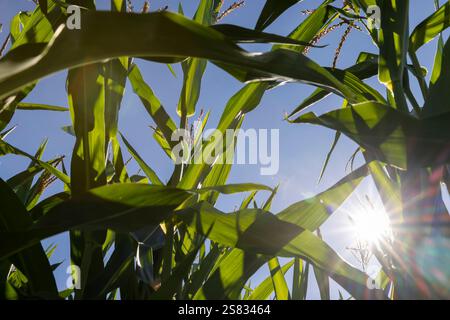 Mais nel campo durante la fioritura e l'impollinazione , il sole splende, bei germogli con fiori di mais durante il processo di impollinazione per la produzione Foto Stock