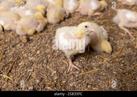 polli da carne piccoli in un grande allevamento avicolo di un’azienda agricola per la coltivazione di razze di carne di pollo, polli piccoli in piuma e piume durante la coltivazione a Foto Stock