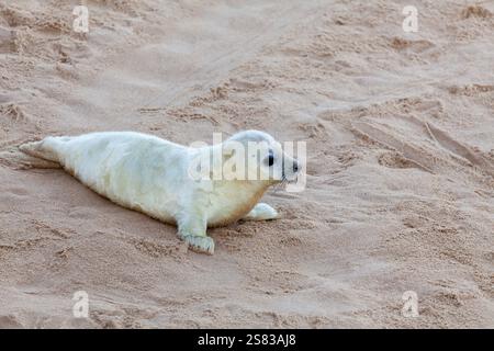 Le foche del Regno Unito di Norfolk sulla spiaggia con piccoli cuccioli durante la stagione degli accoppiamenti Foto Stock