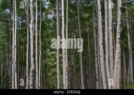 Quaking Aspen Trees Foto Stock