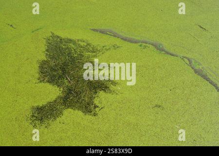 Algal Bloom in estate Foto Stock