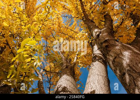 Guardando le foglie gialle brillanti dell'albero di gingko Foto Stock