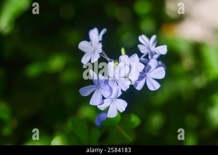 Blue Jasmine o Plumbago (Plumbago auriculata) splendidi fiori bianchi bluastro, in uno sfondo sfocato. Foto Stock