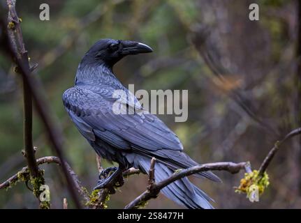 Bellissimo corvo comune seduto su un ramo in autunno nel sud-est dell'Alaska. Foto Stock