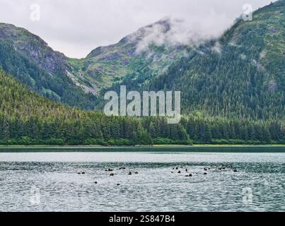Un grande gruppo di lontre di mare nella baia di Dundas e nel parco nazionale di Glacier Bay nel sud-est dell'Alaska in estate. Foto Stock
