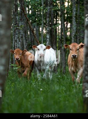Tre mucche, una bianca e due marrone, si stagliano su un terreno erboso tra alberi alti. La luce filtra attraverso la cappottatura, evidenziando le etichette auricolari gialle. Foto Stock