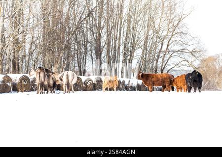 Un gruppo di bovini delle Highland con corna lunghe e cappotti mercanti si erge in un campo innevato. Balle di fieno e alberi senza foglie sullo sfondo completano il vento Foto Stock