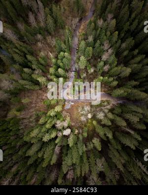 Una strada tortuosa attraversa una fitta foresta di alti alberi sempreverdi, con un piccolo ruscello che corre parallelo in sezioni, creando un tornio naturale dinamico Foto Stock