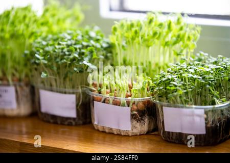 Diversi contenitori in plastica con microgreen germinanti in varie fasi di crescita si trovano su una superficie in legno, illuminata dalla luce naturale proveniente da una finestra. Foto Stock