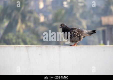 Uno splendido piccione domestico grigio soffice si erge inondato dalla luce del sole mattutino su una parete sul tetto, con uno sfondo naturale sfocato. Foto Stock