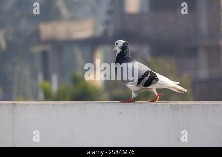 Un bellissimo piccione domestico camminava tranquillamente su un muro all'aperto alla luce del sole del mattino, con uno sfondo naturale sfocato. Foto Stock