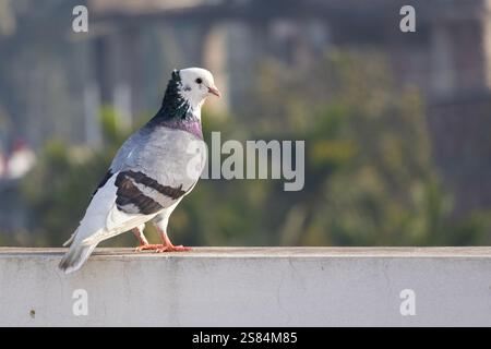 Un bellissimo piccione domestico si trovava in posizione tranquilla su una parete esterna, bagnata dalla luce del sole del mattino su uno sfondo sfocato della natura. Foto Stock