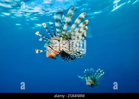 Il pesce leone (Pterois volitans), una specie velenosa e invasiva in molte acque tropicali, nota per il suo aspetto suggestivo e la minaccia ecologica per Foto Stock