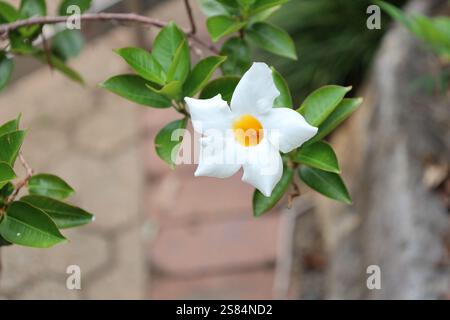 primo piano macro bianco singolo a cinque punte con centro arancione dorato giallo contro foglie verdi medie Foto Stock