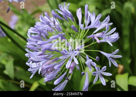 primo piano macro con fiore viola chiaro e molti petali Foto Stock
