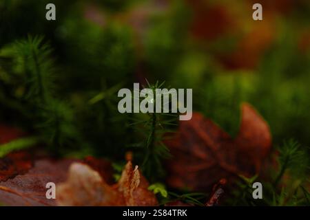 moss presenta una piccola foresta sul pavimento autunnale Foto Stock