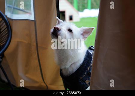 Cane bianco in una giacca nera sull'erba verde. Foto Stock
